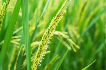 A close-up shot showcases vibrant green rice plants in a field, highlighting their healthy and thriving state.