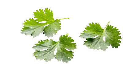 Three fresh cilantro leaves isolated on transparent background for culinary use