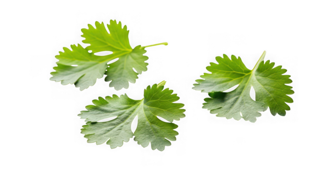 Three fresh cilantro leaves isolated on transparent background for culinary use