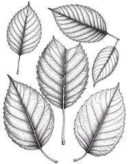 Detailed leaf illustrations