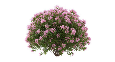 Bush with pink flowers isolated on transparent background, a beautiful plant