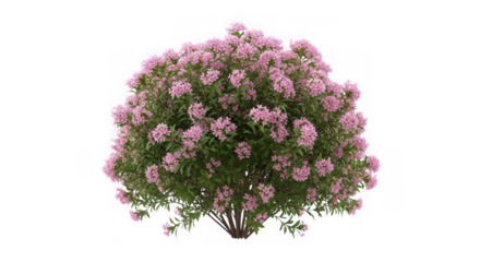 Bush with pink flowers isolated on transparent background, a beautiful plant