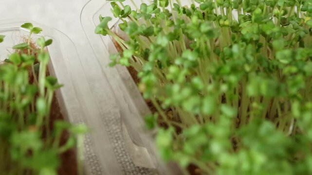 Healthy mustard and arugula microgreens sprouting in container. Fresh greenery with crisp texture represents superfoods, vegan cuisine, and nutrient-rich lifestyle habits.
