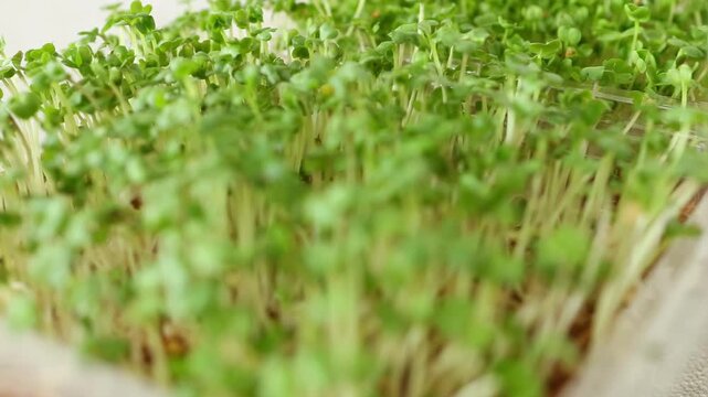 Vibrant mustard and arugula microgreens with tender leaves and slender stems, symbolizing healthy nutrition, vegan meals, and sustainable organic farming. Sprouts germinating.
