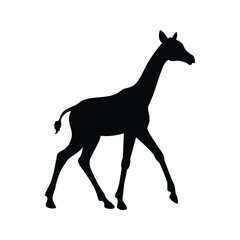 Elegant giraffe silhouette with long neck walking gracefully across a white background, baby giraffe walking silhouette vector illustration