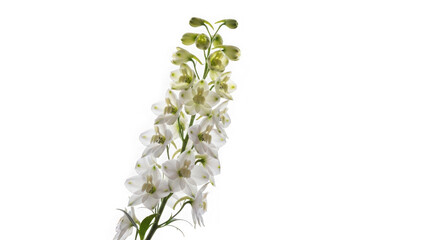 Delphinium flower with white petals isolated on transparent background, close up shot