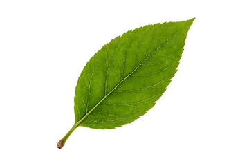 Fototapeta premium green leaf isolated on white