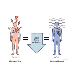 Breathing techniques show how vagus nerve activation shifts the body from fight or flight to rest and digest, key objects, human figures, arrows, heart, transparent background. Doodle style diagram