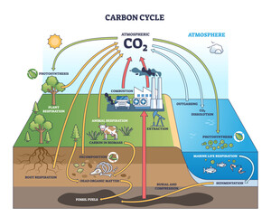 Obraz na płótnie Canvas The carbon cycle shows CO2 movement through plants, animals, and the atmosphere, highlighting respiration, photosynthesis, and combustion, transparent background.