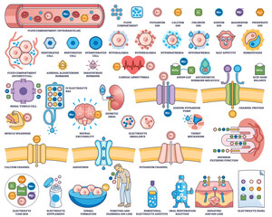 Electrolyte balance is shown with ions, cells, and kidney function diagrams, illustrating fluid compartments and imbalances, transparent background. Outline style worksheet collection