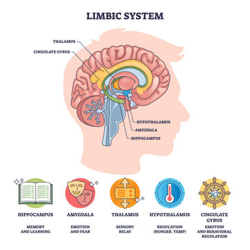 Limbic system diagram shows brain outline with hippocampus, amygdala, and thalamus labeled for emotion and memory, transparent background.