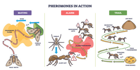 Pheromones in action shows how ants and moths use chemical signals for mating, alarm, and trail marking, transparent background.Main objects, moths, ants, arrows.