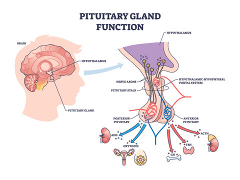 Pituitary gland function is shown with brain, pituitary gland, and hormone pathways, illustrating hormone regulation in the body, transparent background.