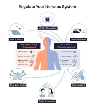 Regulate your nervous system with mindful observation, deep belly breath, and social connection, transparent background. Doodle style diagram
