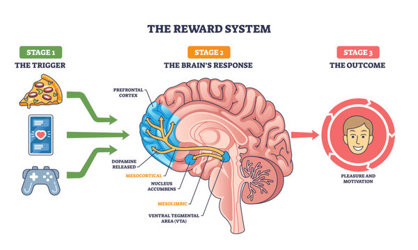 The reward system shows how triggers like food or games activate brain pathways, leading to pleasure and motivation, transparent background.