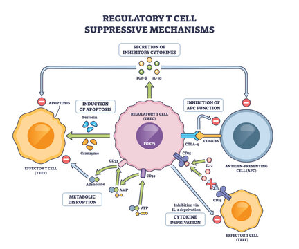 Regulatory T cell suppressive mechanisms are shown, highlighting Treg cell, cytokines, and effector T cells interactions, transparent background.