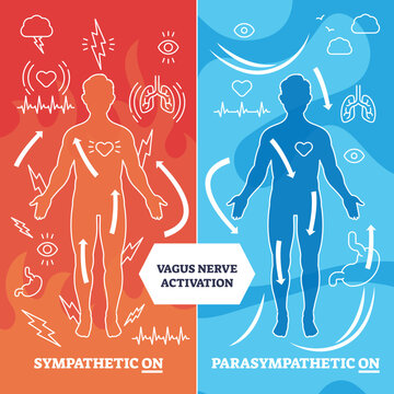 Vagus nerve activation diagram shows human outline, heart, and arrows to illustrate sympathetic vs parasympathetic response, transparent background.