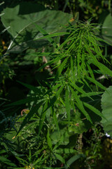 Cannabis Plant in Sunlight