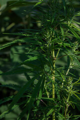 Cannabis Plant in Natural Light