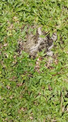 A weathered grey stone is embedded in a field of lush green grass. Top-down view showing the contrast between hard and soft textures, symbolizing persistence and nature's resilience.