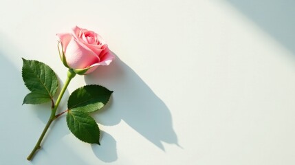 Single pink rose with green leaves casts shadow on a light background