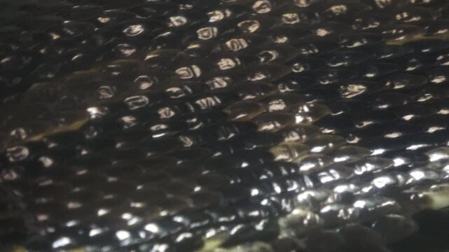 Closeup shot of the living Burmese python skin. Beautiful texture. 4K