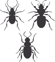 vector illustration of a black beetle