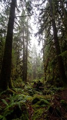 Obraz premium Forest scene with tall trees, fog, and lush green undergrowth