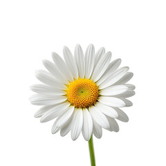 Daisy White petals surround a yellow center on dark background