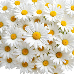Daisies galore! Bright white petals surround sunny yellow centers