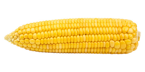 A fresh yellow ear of sweet corn, raw and ripe, isolated clearly on a transparent background. This PNG image is great for healthy food.