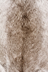 フォックスファーの毛皮素材