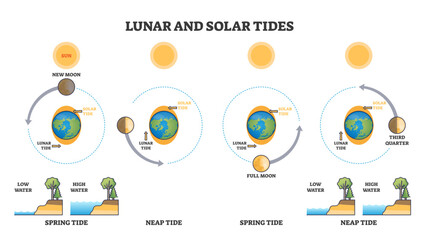 Lunar and solar tides diagram shows the sun, moon phases, and Earth influencing ocean tides, transparent background.Key objects, Earth, Moon, Sun.