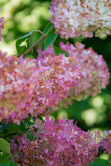 Vibrant hydrangea flowers bloom in shades of pink, creating a stunning focal point in the garden