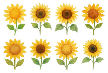 Fototapeta premium Charming watercolor sunflowers illustration.