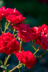 Vibrant red roses thrive in sunlight, displaying their beauty in a peaceful garden