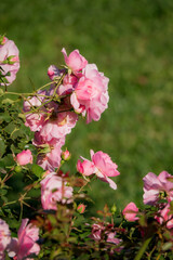Soft pink roses flourish in a lush garden, celebrating spring under warm sunshine and blue skies