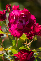 Obraz premium Bright red roses fill the garden with color, basking in the afternoon sunlight