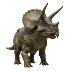 Fototapeta premium Highly detailed realistic Triceratops dinosaur standing isolated on pure white background.
