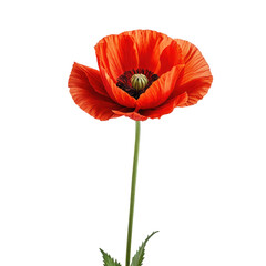 Fototapeta premium Bright red poppy flower on stem with black center on dark background