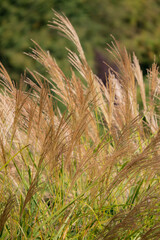 Tall grasses sway in the breeze beneath the warm glow of the afternoon sun