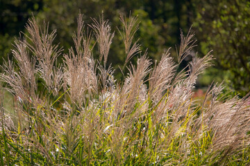 Elegant grasses glow in the sun, creating a peaceful scene in a vibrant garden oasis