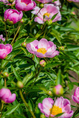 Obraz premium Vibrant pink peonies burst forth in a lush garden, basking in sunny warmth and springtime beauty