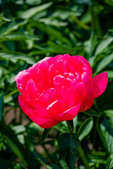 A stunning pink peony stands out among lush green leaves on a warm, sunny day in spring