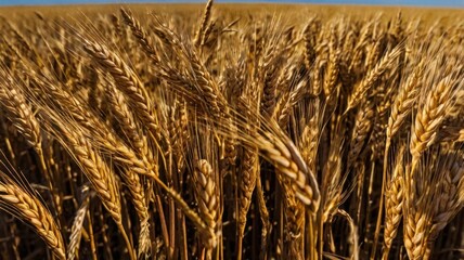 wheat fields in summer