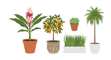 A curated collection of potted plants gracing indoor spaces with natural beauty.