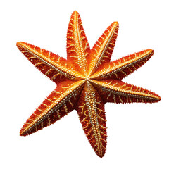 Orange starfish with many arms, textured surface, isolated