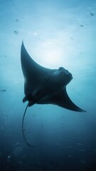 Underwater Ocean Scene