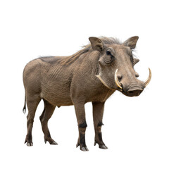 Fototapeta premium African Warthog wild pig standing full body isolated on pure white background.
