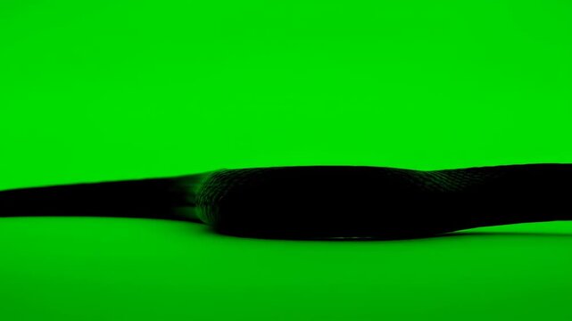 green spoon on a green background
